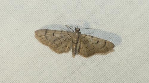 Réf. 362 485 : Eupithecia silenicolata
